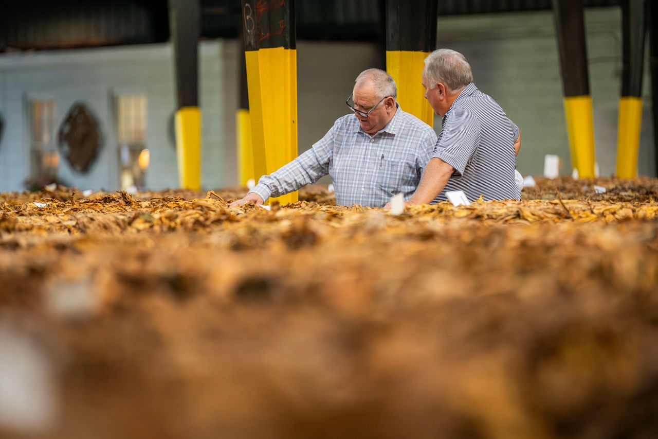 Two senior men closely examining dried tobacco leaves in an indoor setting.